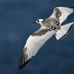 Swallow-tailed Gull